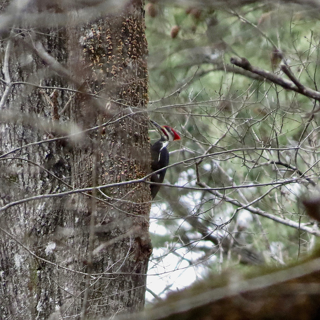 Pileated woodpecker