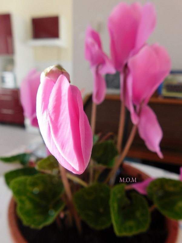 Mon cyclamen