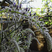 Wisteria opening for HFF