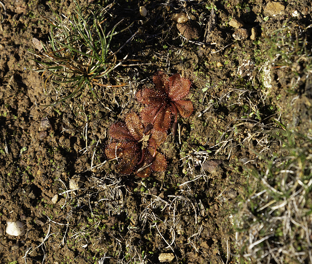 Close up of Plants out in the wild