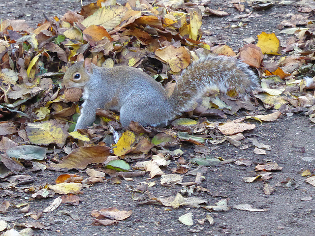 Grey Squirrel - 13 November 2021