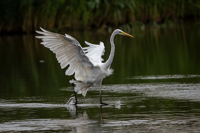 Great white egret