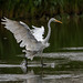 Great white egret