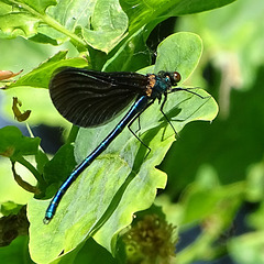 DSC03162-Calopteryx-virgo-m