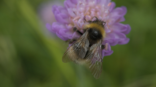 _die Ackerhummel