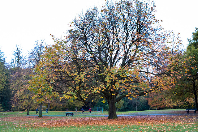 Horse Chestnut tree - after the bonfire clear up