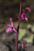 Hexalectris grandiflora (Giant Crested Coralroot orchid)