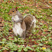 Squirrel in the Park 04