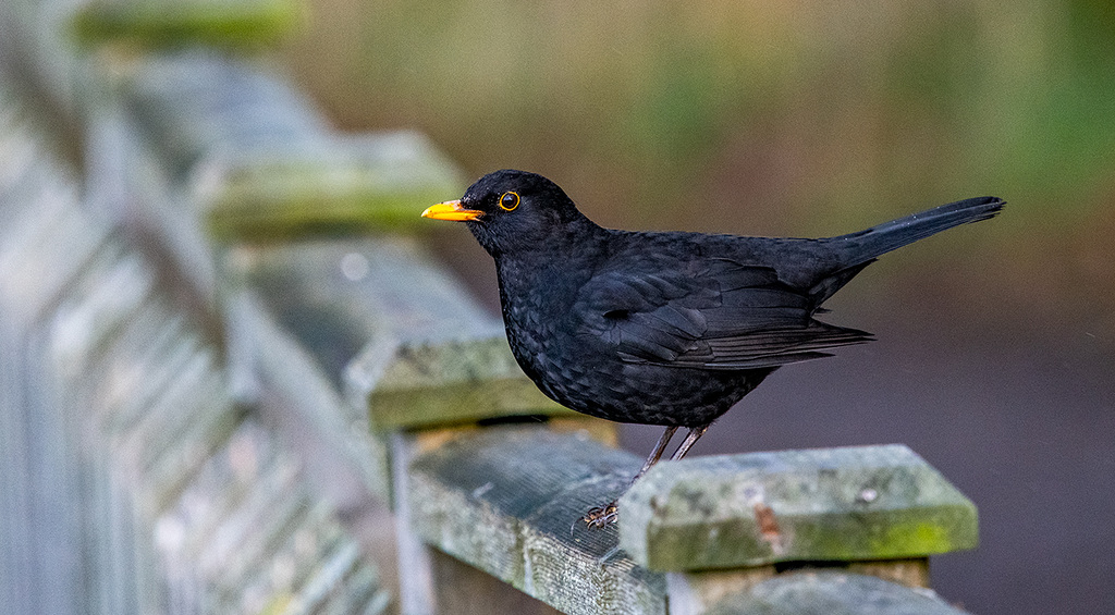 Blackbird
