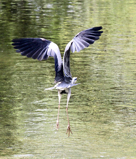 Landung auf dem Wasser (Graureiher)