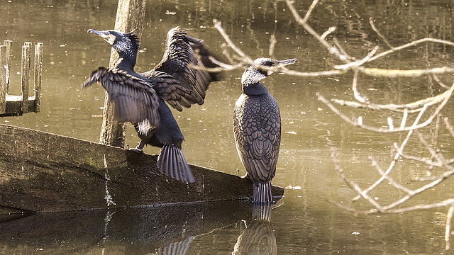 20190216 4448CPw [D~BI] Kormoran, Tierpark Olderdissen, Bielefeld