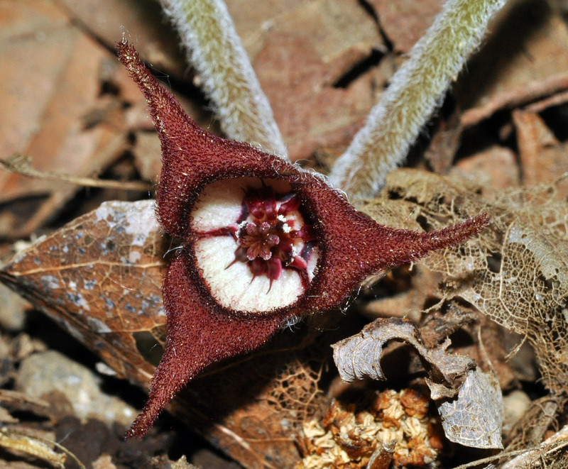 wild ginger st bruno june 1 2019 DSC 2896