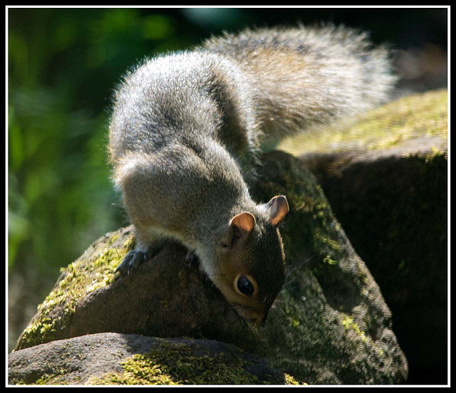 Squirrel rock climbing