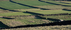 Yorkshire wall pattern