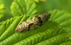 Mating Moths