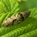 Mating Moths