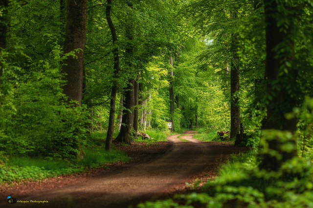 Leben wie ein Baum