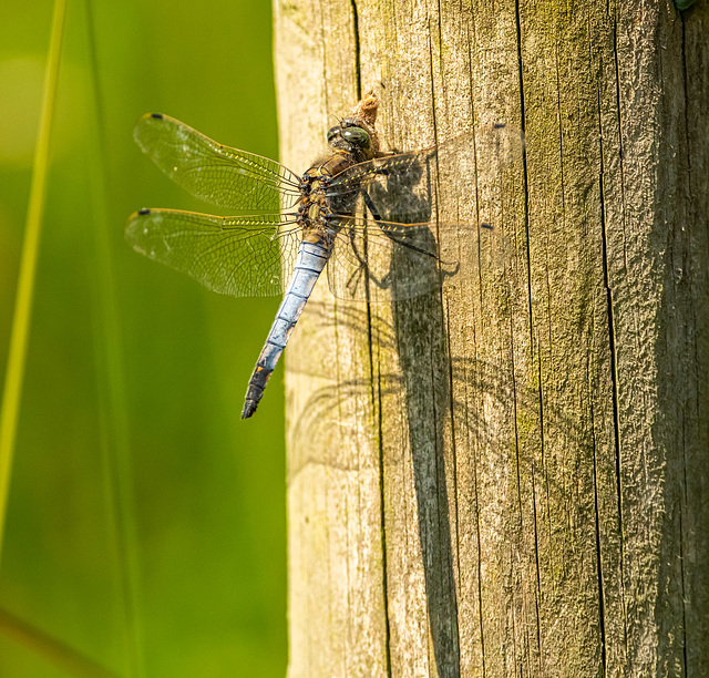 Black tailed skimmer