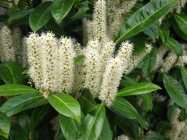 Laurel Tree in flower