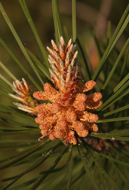 Budućnost Budućnost