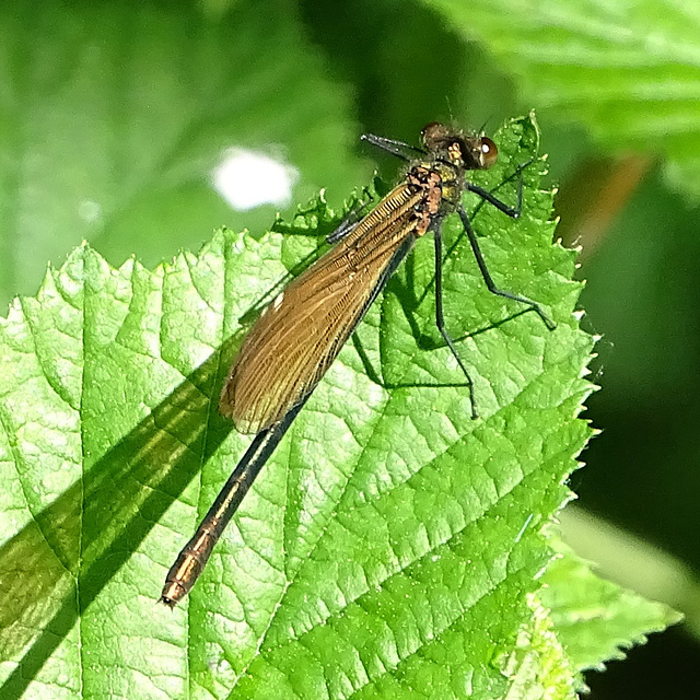 Blauflügel-Prachtlibelle, Weibchen