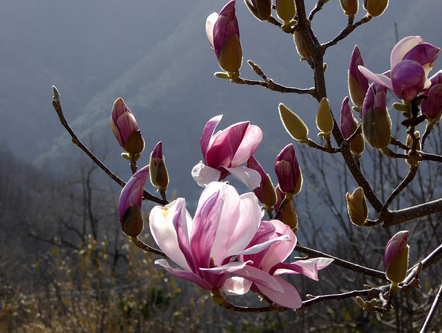 magnolia liliiflora