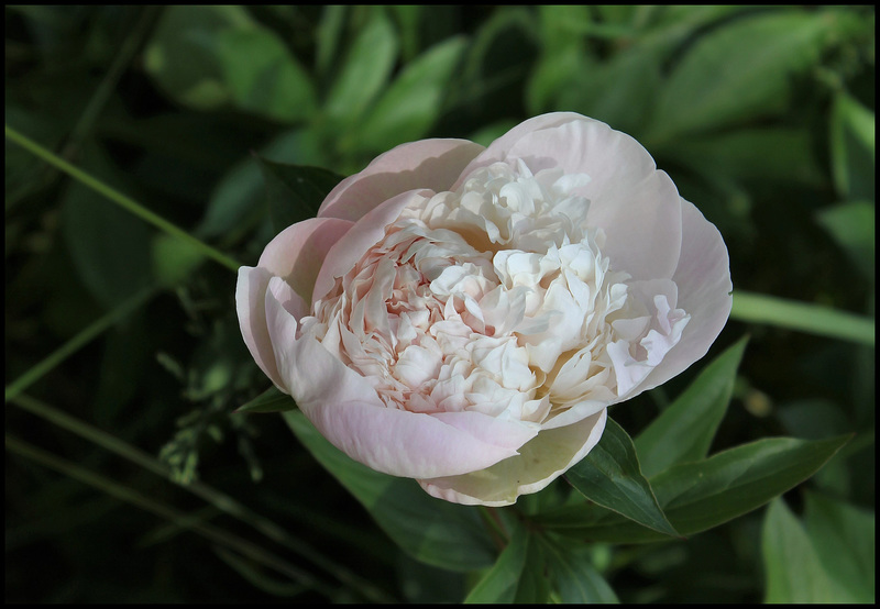 pivoine Marie Crousse