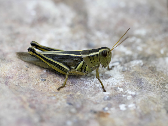 Grasshopper