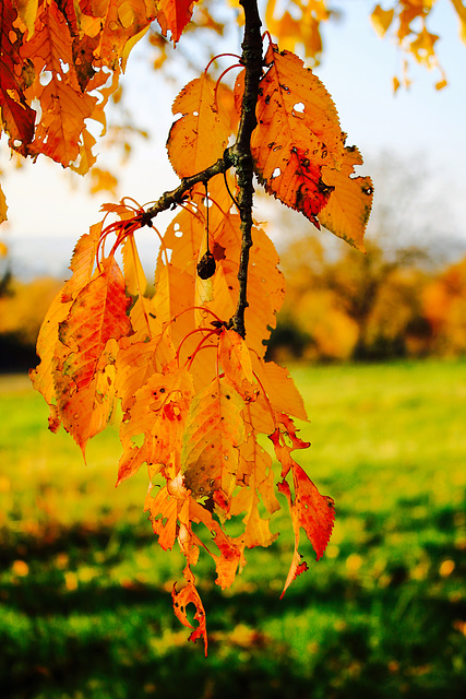 Last Leaves