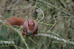 Female Red Tree Squirrel (Sciurus vulgaris) A17-03