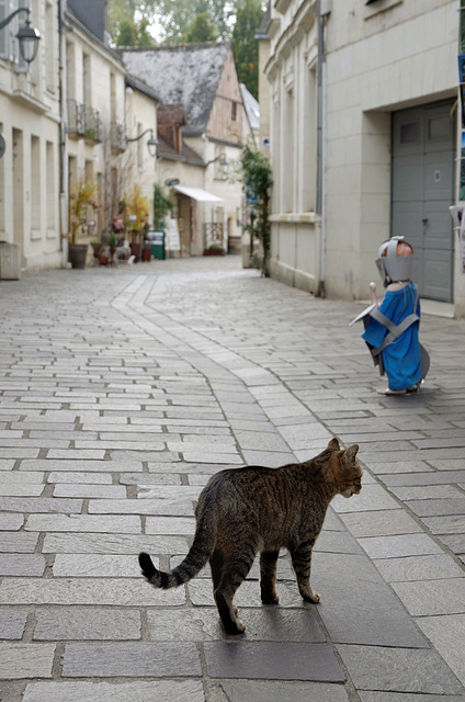 Le chat et le petit chevalier