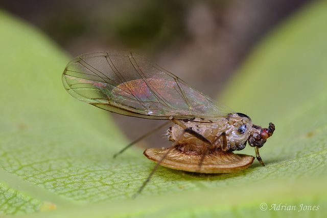 Mummified Aphid