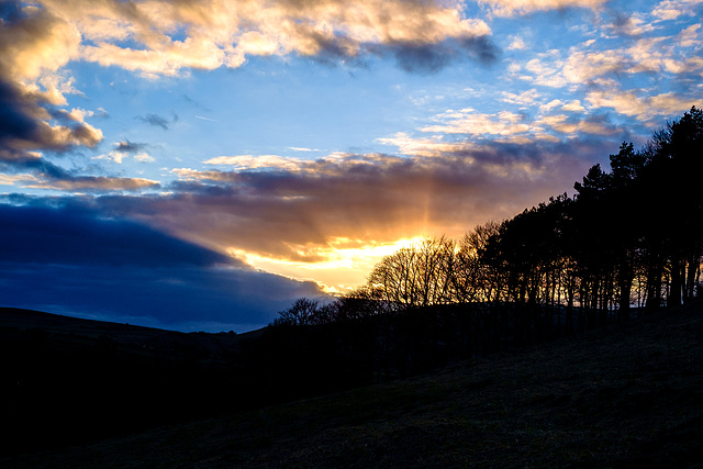 sunset through trees