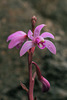 Hexalectris grandiflora (Giant Crested Coralroot orchid)