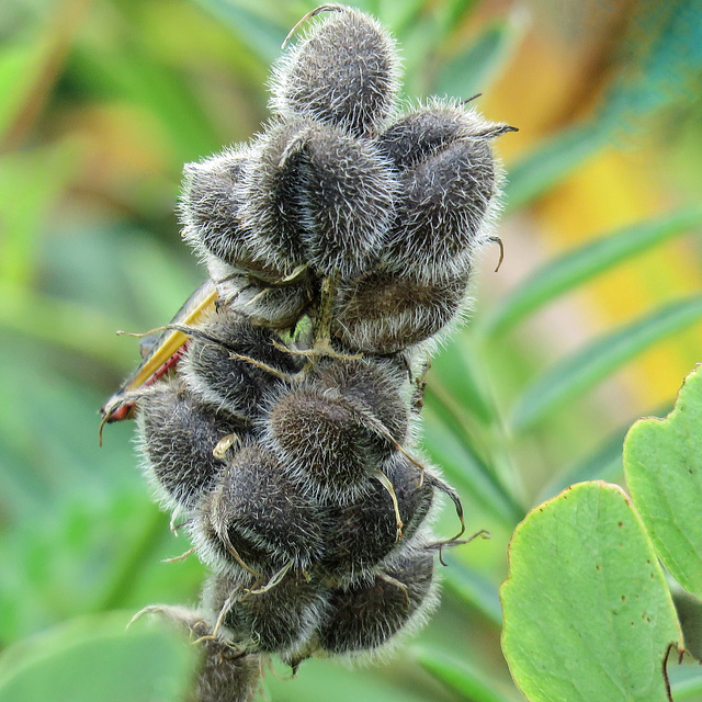 Cicer milkvetch seedpods