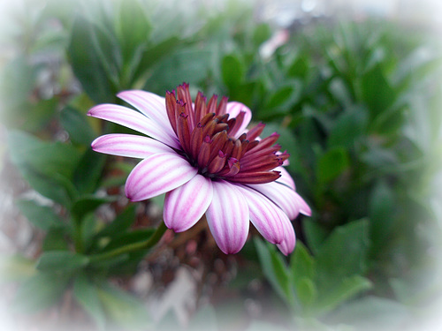 uno strano osteospermum