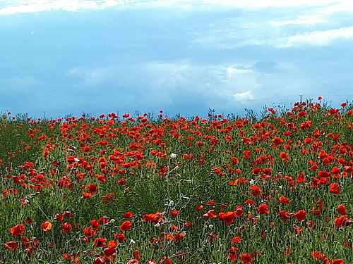 En rouge et bleu