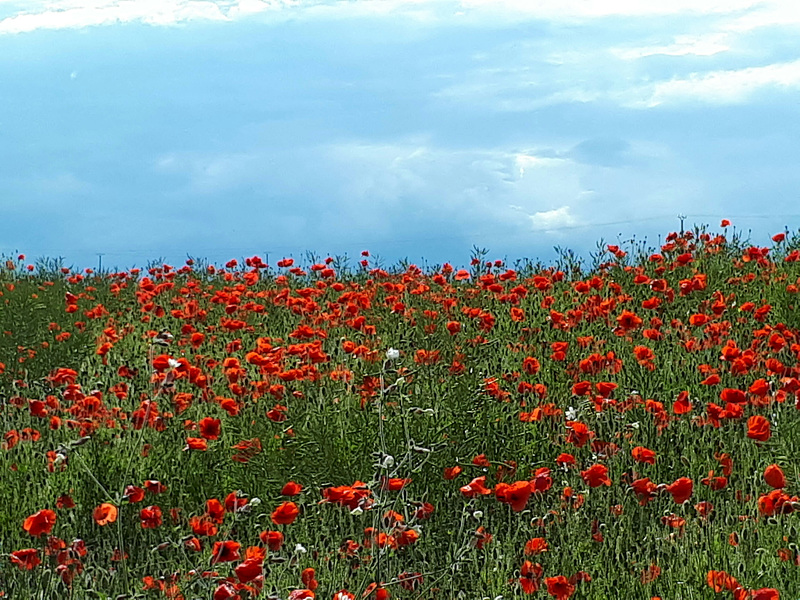 En rouge et bleu