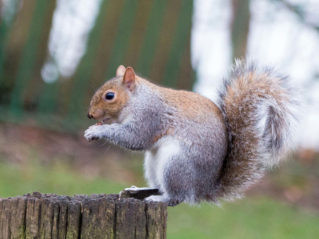 Squirrel showing off its balance