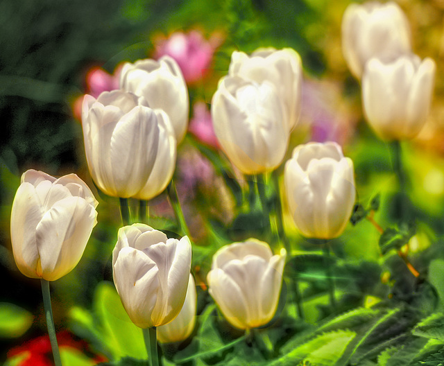 Tulips at Botanical Garden in the Bronx