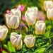 Tulips at Botanical Garden in the Bronx
