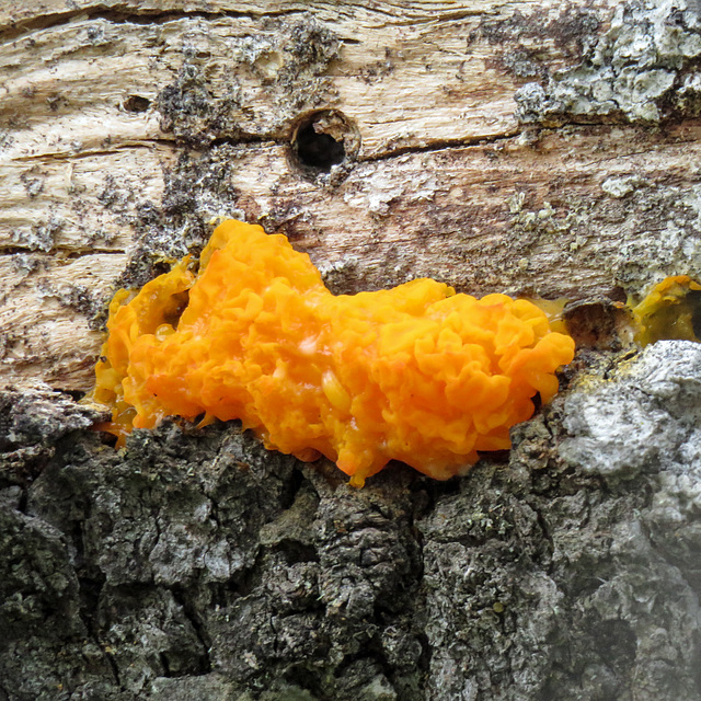 Jelly fungus or slime mold?