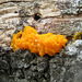Jelly fungus or slime mold?