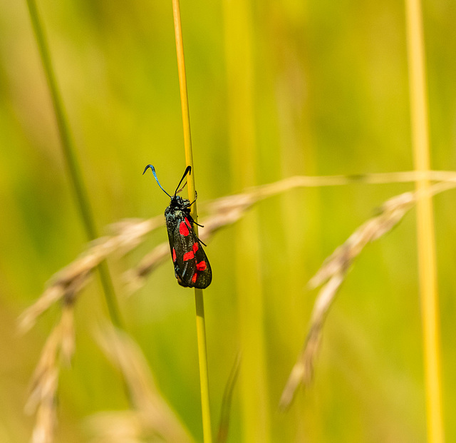 Burnet moth