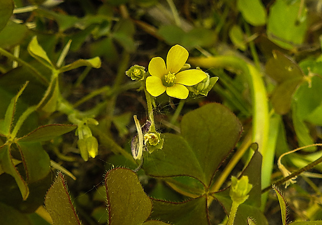 20230613 0926CPw [D~LIP] Gehörnter Sauerklee (Oxalis corniculata), Bad Salzuflen