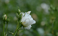 Lonely White