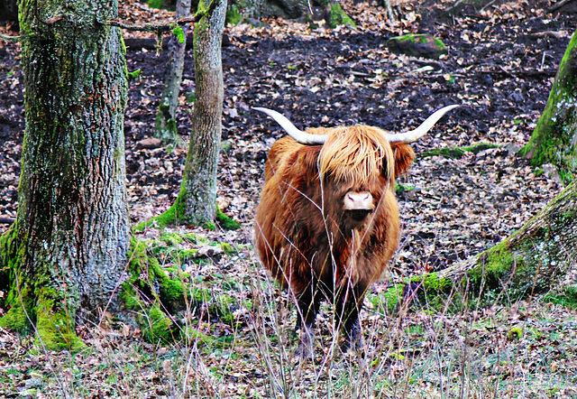 Vaches Highlands.