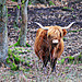 Vaches Highlands.