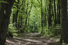 Waldweg