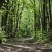 Waldweg
